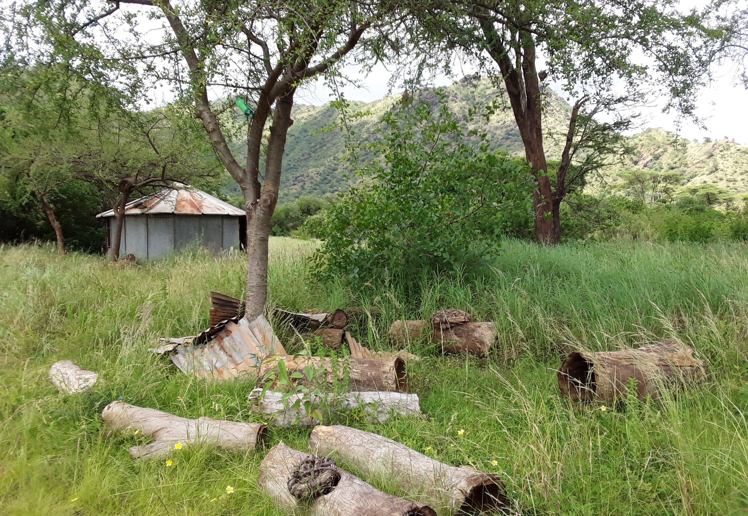 Die ersten Bienenstöcke des geplanten Friedensdorfes: traditionell aus Holz hergestellt werden ‎sie in den Bäumen befestigt.‎