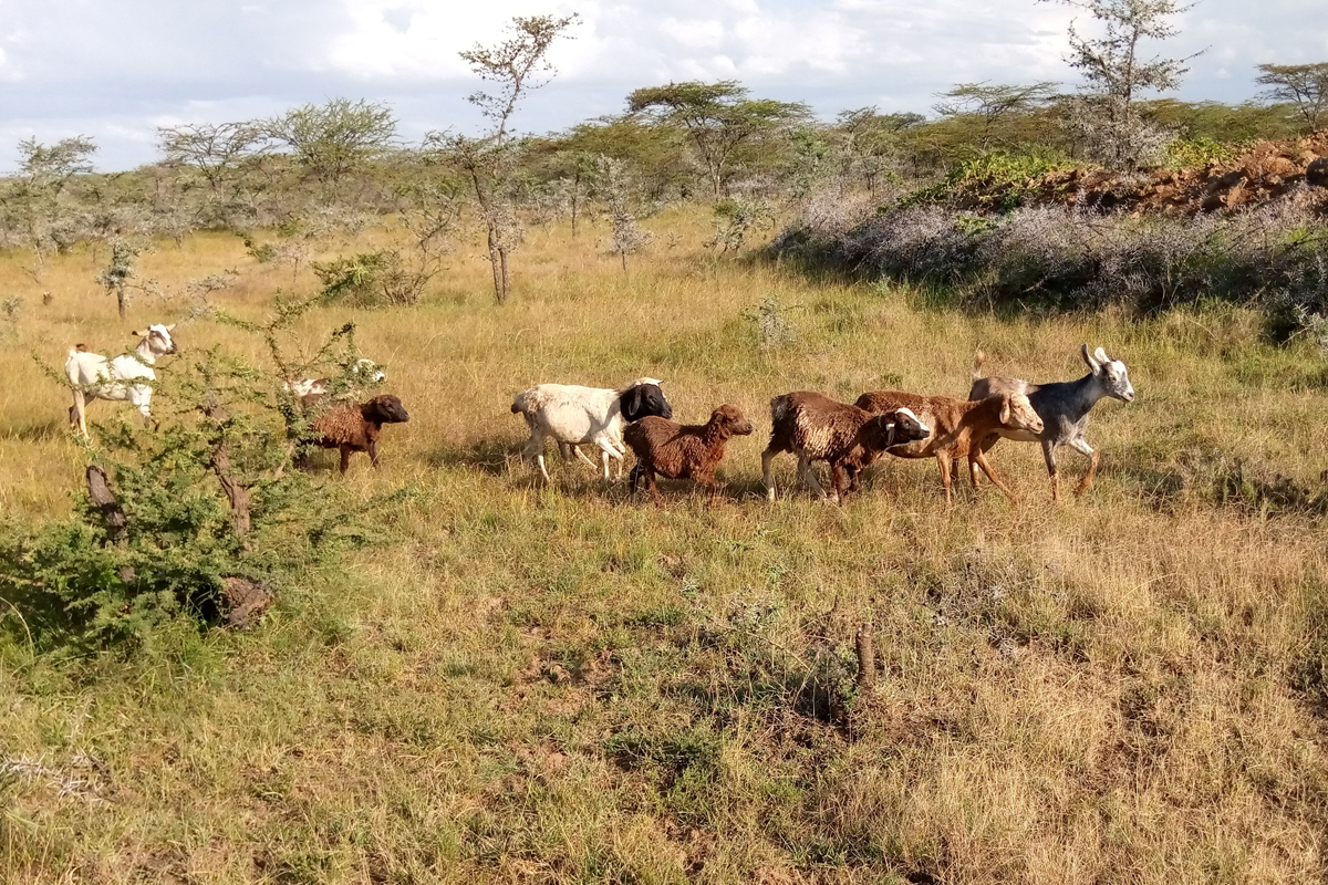 Grasen in der Baringo-Savanne