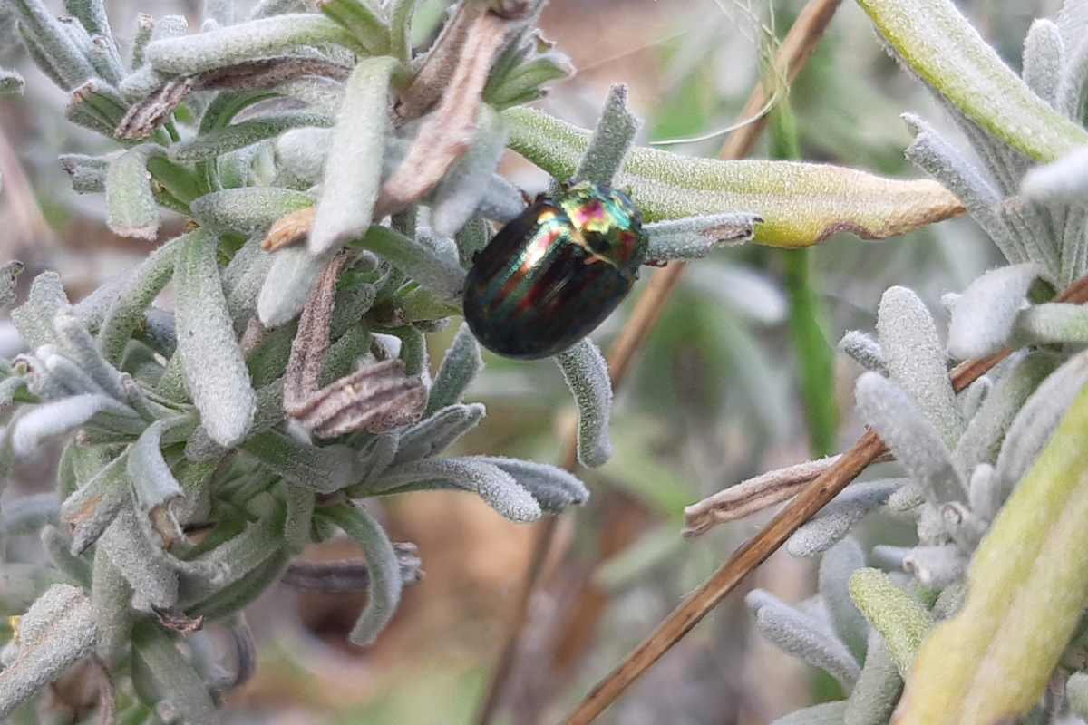 Die Kräuter und Nutzpflanzen rund um die Hochbeete locken Insekten an. Die gut durchdachte Bepflanzung macht den Einsatz von Pestiziden und Herbiziden überflüssig.