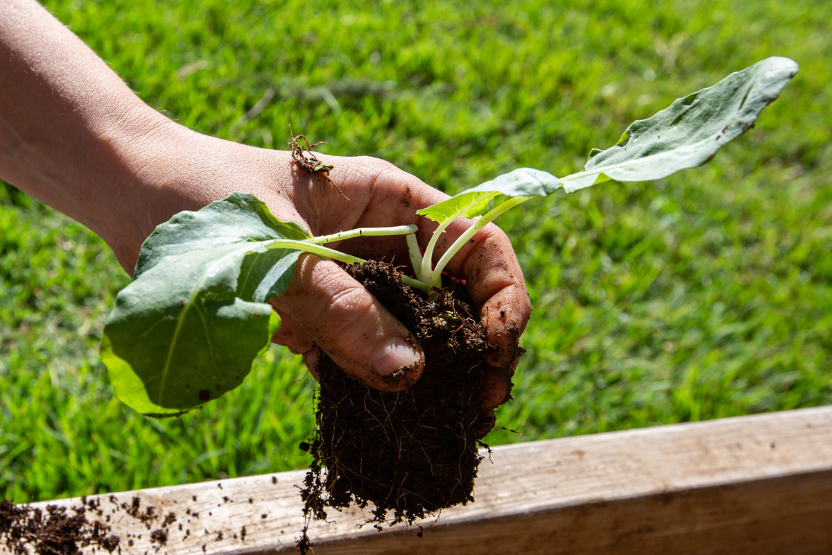 Ausschließlich alte Sorten aus der Region werden im Garten gepflanzt, sie kommen ursprünglich aus Palästina. Ihr großer Vorteil ist ihre optimale Anpassungsfähigkeit an das örtliche Klima.