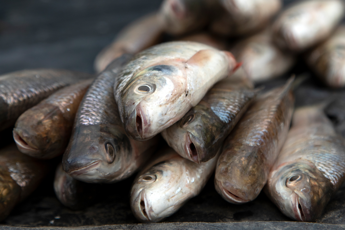 Fische aus dem Sumpfgebiet von Paredes