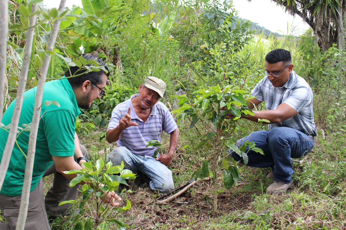 Ein Projektteilnehmer demonstriert Juan Carlos Funes und Marvin Ordoñez vom WasserWald-Team in Guatemala das Wachstum der Kaffeebüsche in seinem neu angelegten Agroforstsytem.