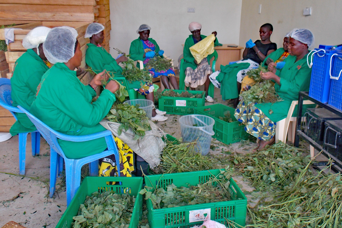 In Shianda/Kakamega (West Kenia) bereiten Saisonarbeiterinnen traditionelle Blattgemüse für die Solartrocknung vor. Neben der kaum existenz-sichernden Landwirtschaft ist die Arbeit bei IREN Growth-Pad Ltd. ihre einzige formelle Beschäftigungs- und Einkommensmöglichkeit.