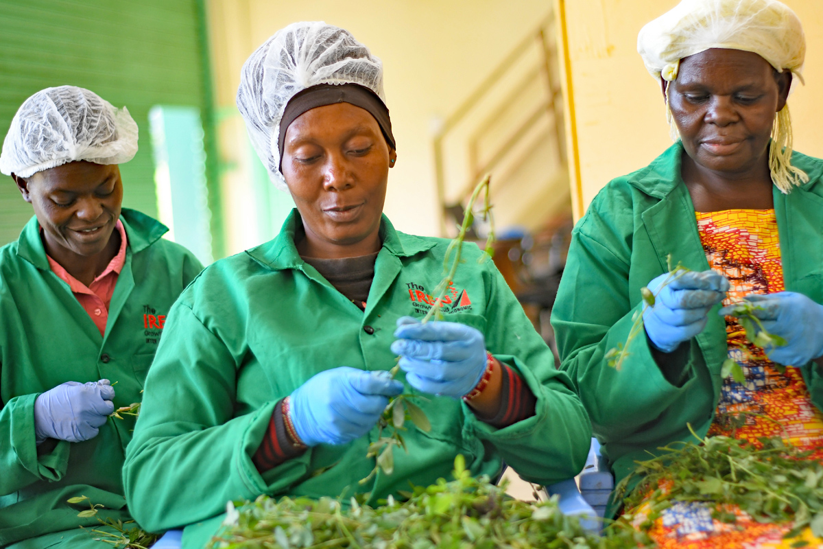 Die Frauen prüfen die Pflanzen auf ihre Qualität, um festzustellen, welche Anteile für die Solartrocknung geeignet sind. Zu den Gemüsesorten gehören z. B. Kuherbsen oder Jutemalven.