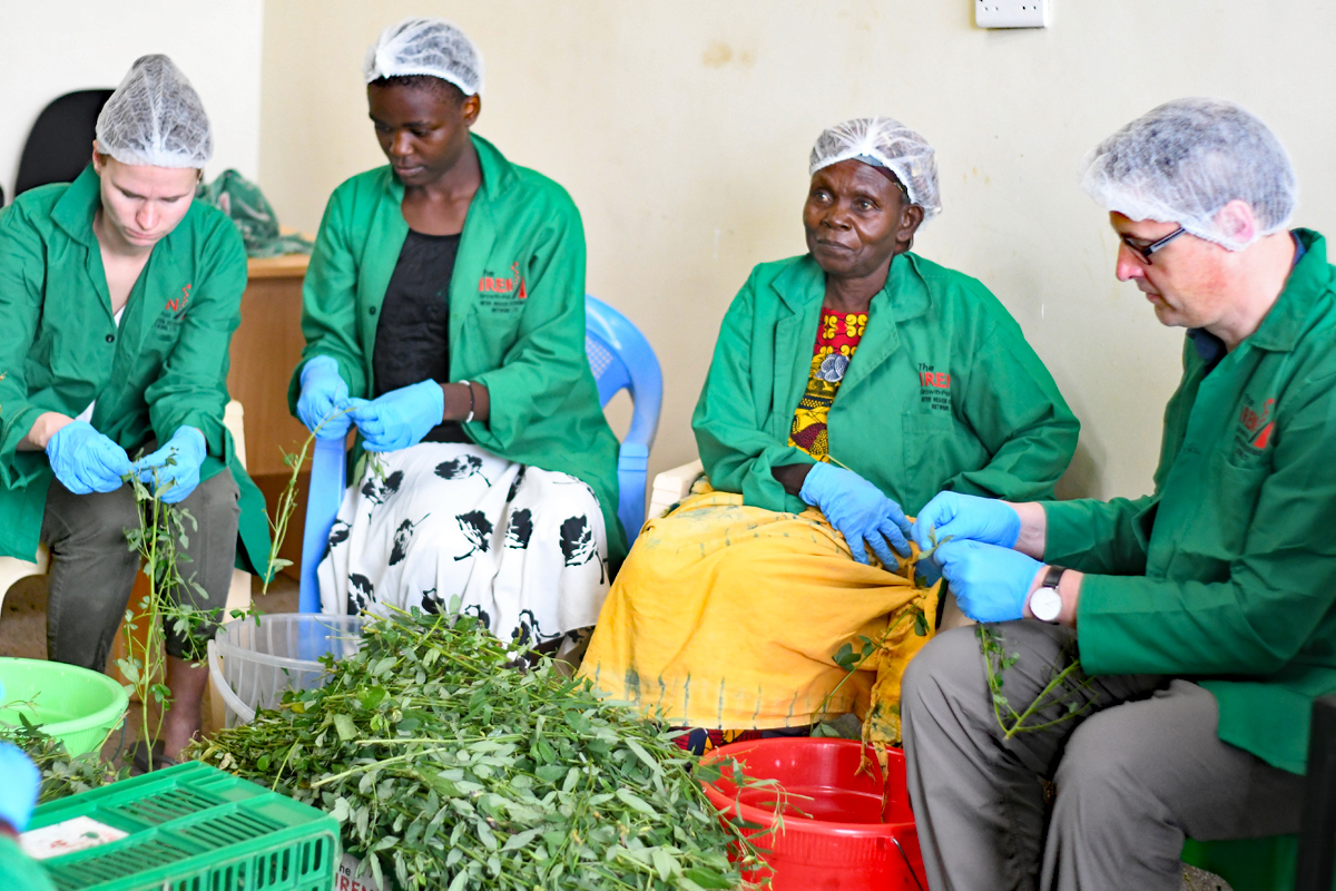Marie-Luise Funke (links), KfW Head of Compliance, und Henning Schwarz(rechts), KfW Sustainability Officer, lernen von den Arbeiterinnnen von IREN Growth-Pad Ltd., wie das Gemüse für die Solartrocknung vorbereitet wird.