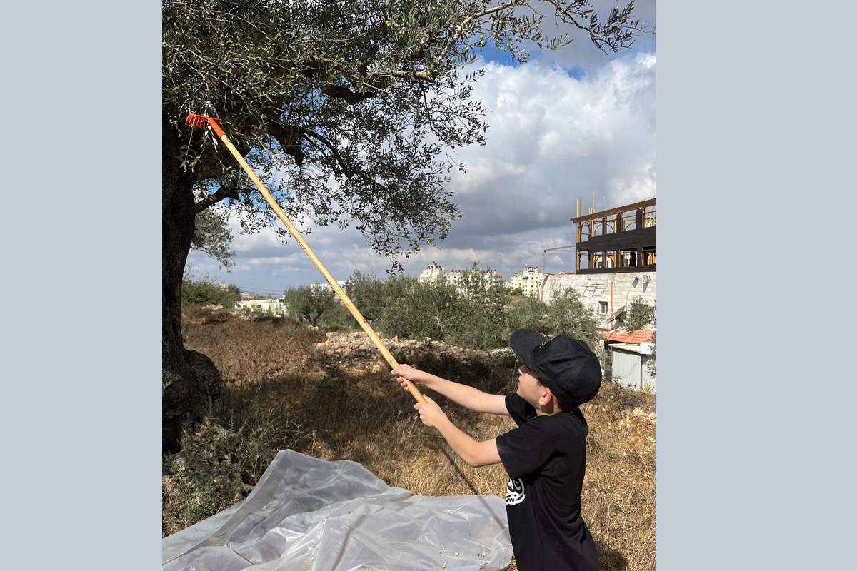 Anthony erntet Oliven Nicole Zreinehs Sohn Anthony erntet Oliven